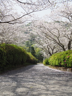 錦江湾公園　桜２