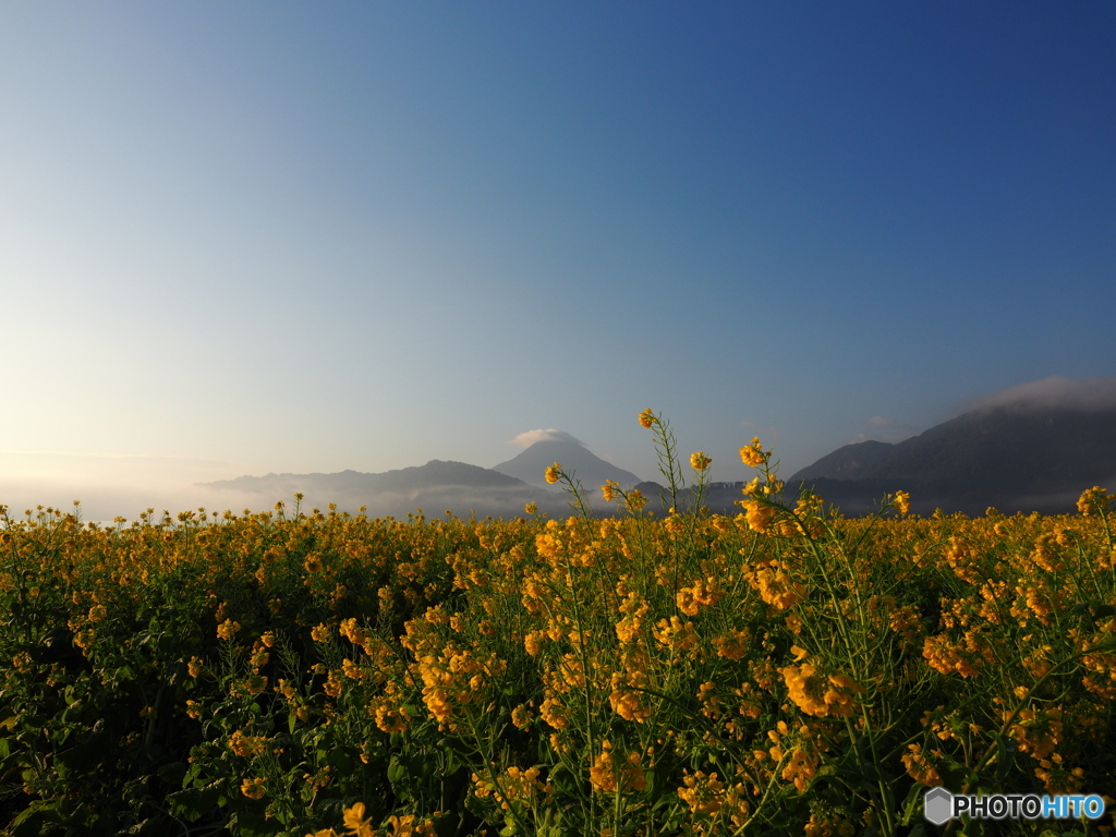 R8.1　池田湖　菜の花