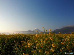 R8.1　池田湖　菜の花