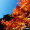 R5.11　紅葉③