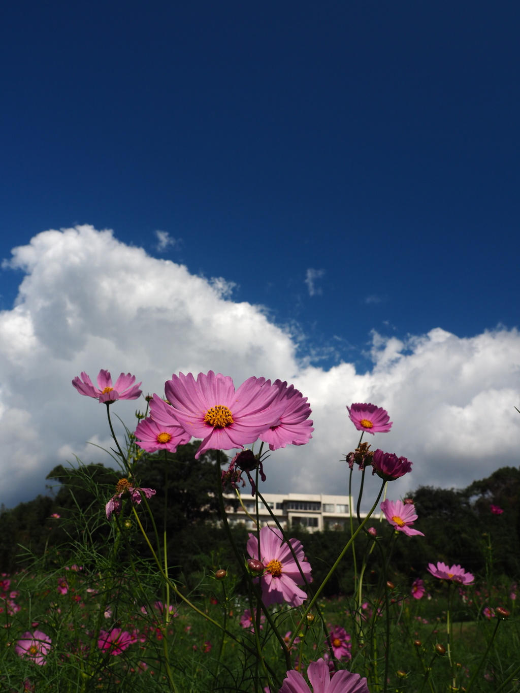 R5.10 秋桜①