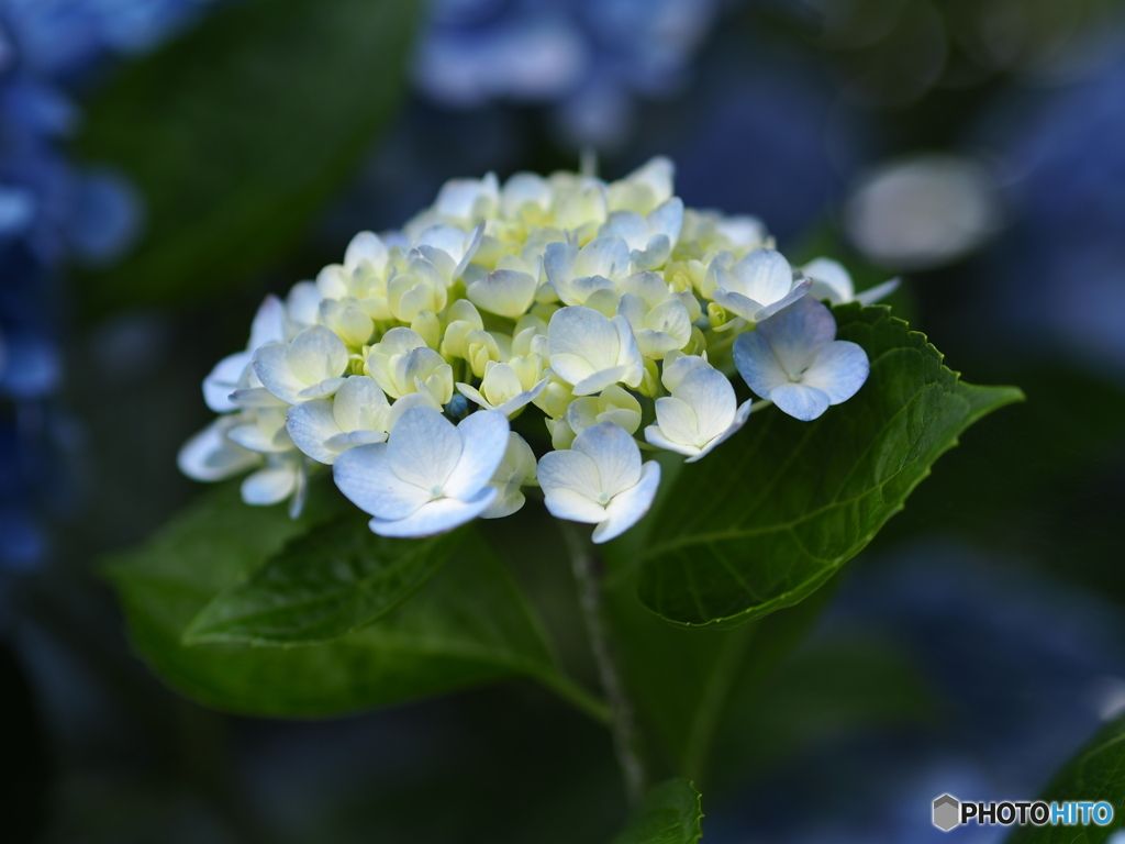 R4.6　紫陽花１
