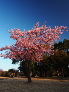 R6.2 河津桜③