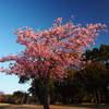 R6.2 河津桜③