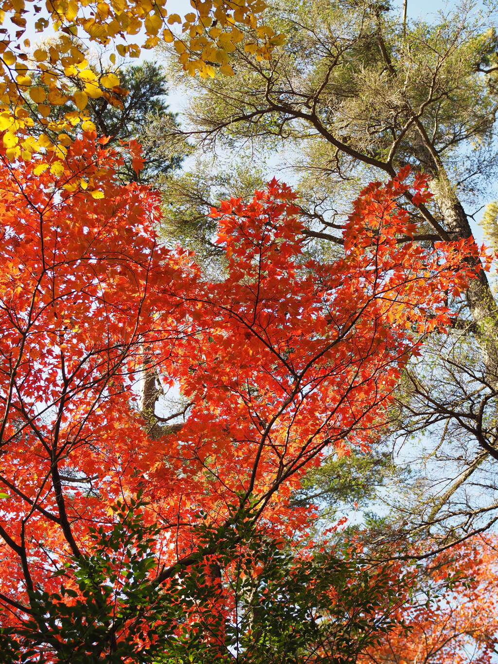 紅葉