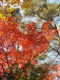 紅葉