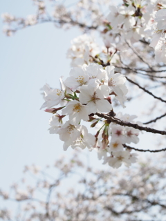 平川動物公園　桜