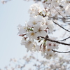 平川動物公園　桜