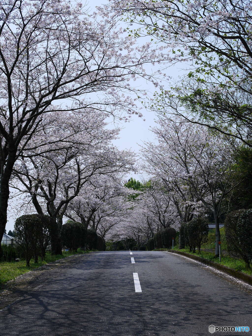 桜　鹿児島２