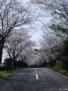 桜　鹿児島２