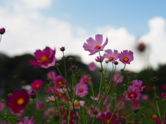 R5.10 秋桜②
