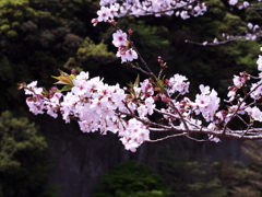 桜　鹿児島