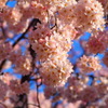 桜の星