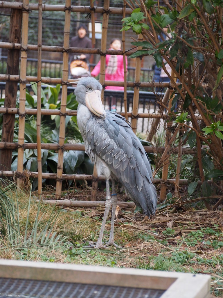 ハシビロコウ