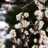 梅の香に包まれて