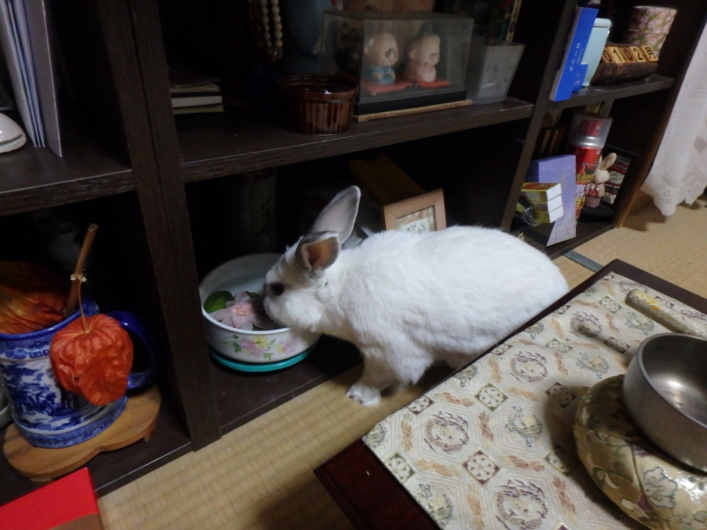 おまいりしないの？