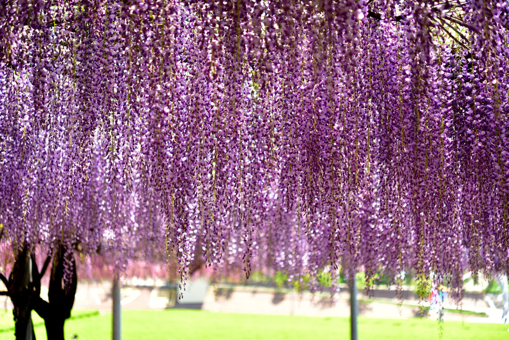 藤の花のカーテン