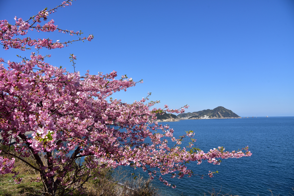 四浦半島の春便り