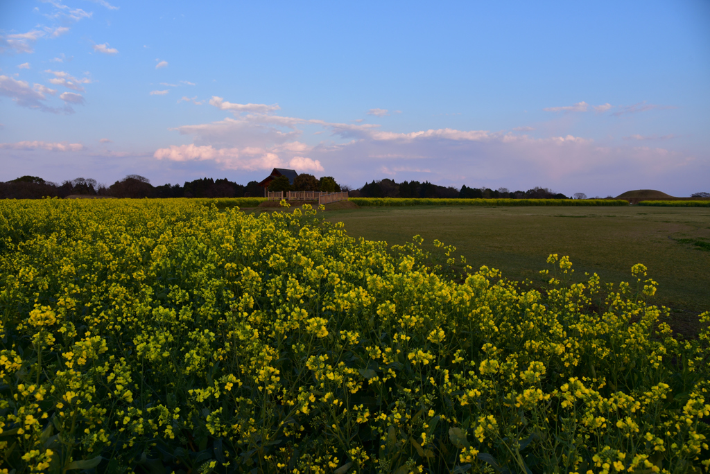 夕暮れ時の菜の花