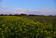 夕暮れ時の菜の花