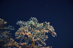 菊池公園の夜桜②