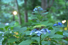 紫陽花も夏バテですね