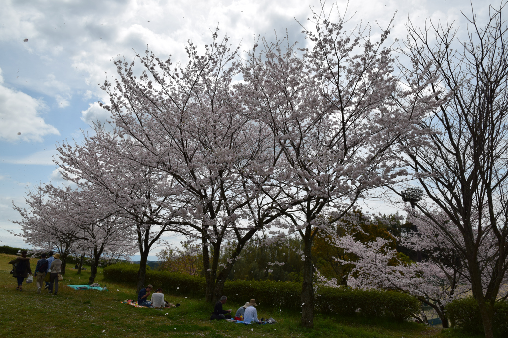 菊池公園の桜祭り④