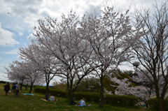 菊池公園の桜祭り④
