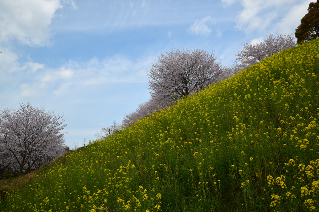 菊池公園の桜祭り③
