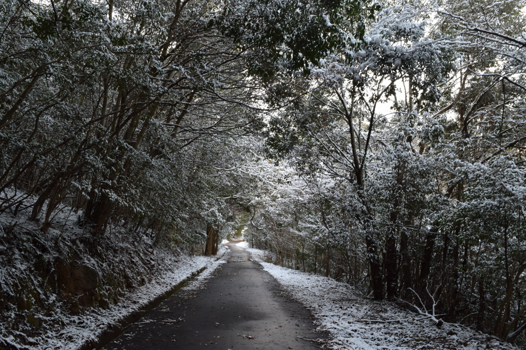 樹氷のトンネル