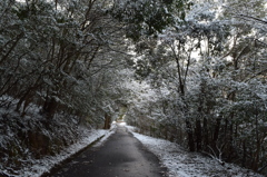 樹氷のトンネル