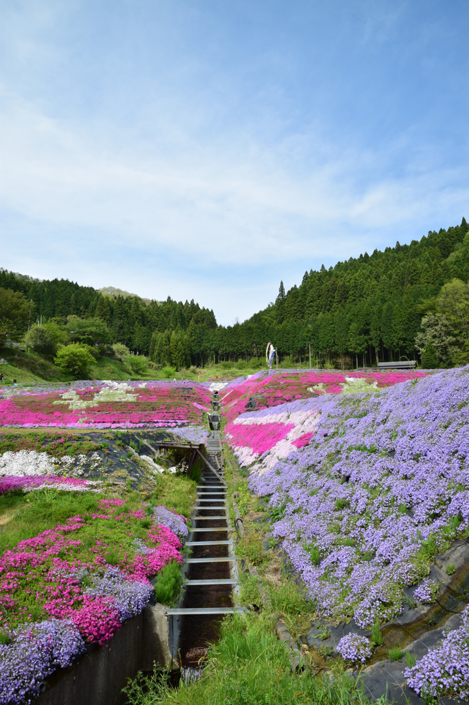 大道理芝桜まつり⑧