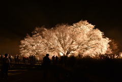 夜空に浮かぶ一心行の大桜