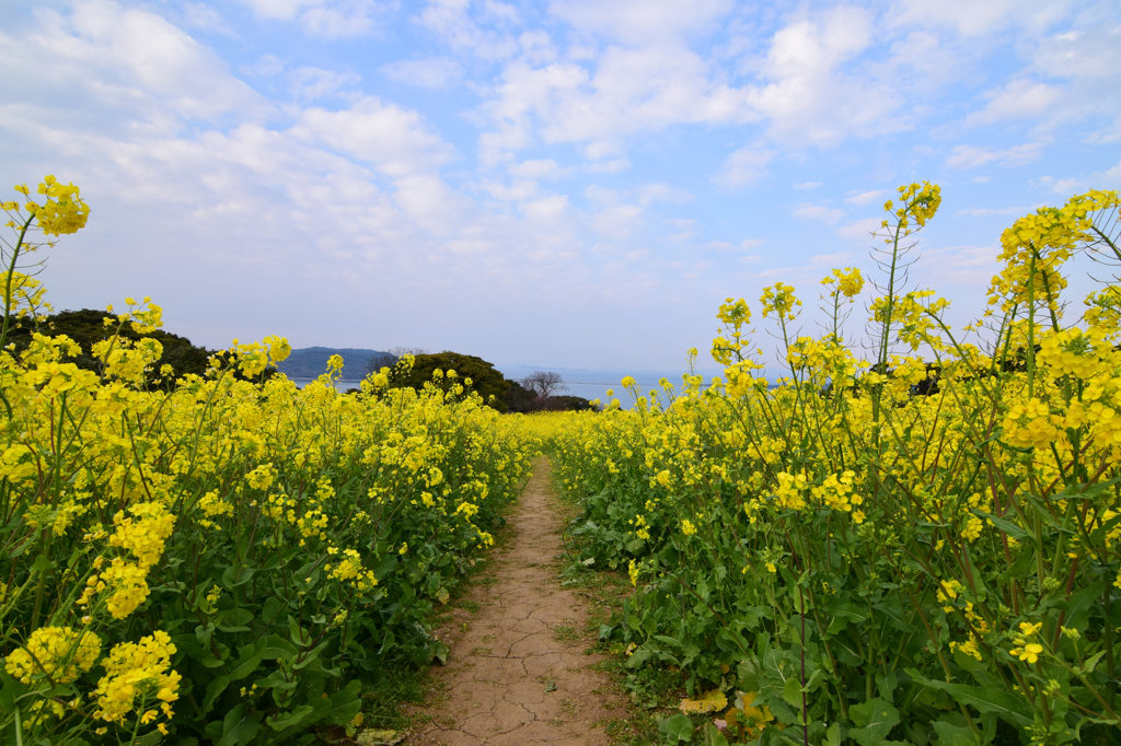 子供目線の菜の花畑