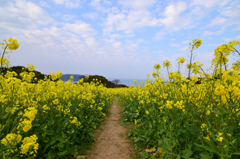 子供目線の菜の花畑