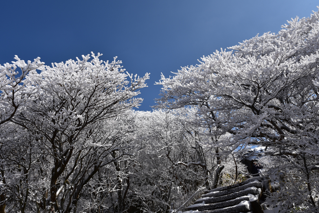 霧氷の登山道