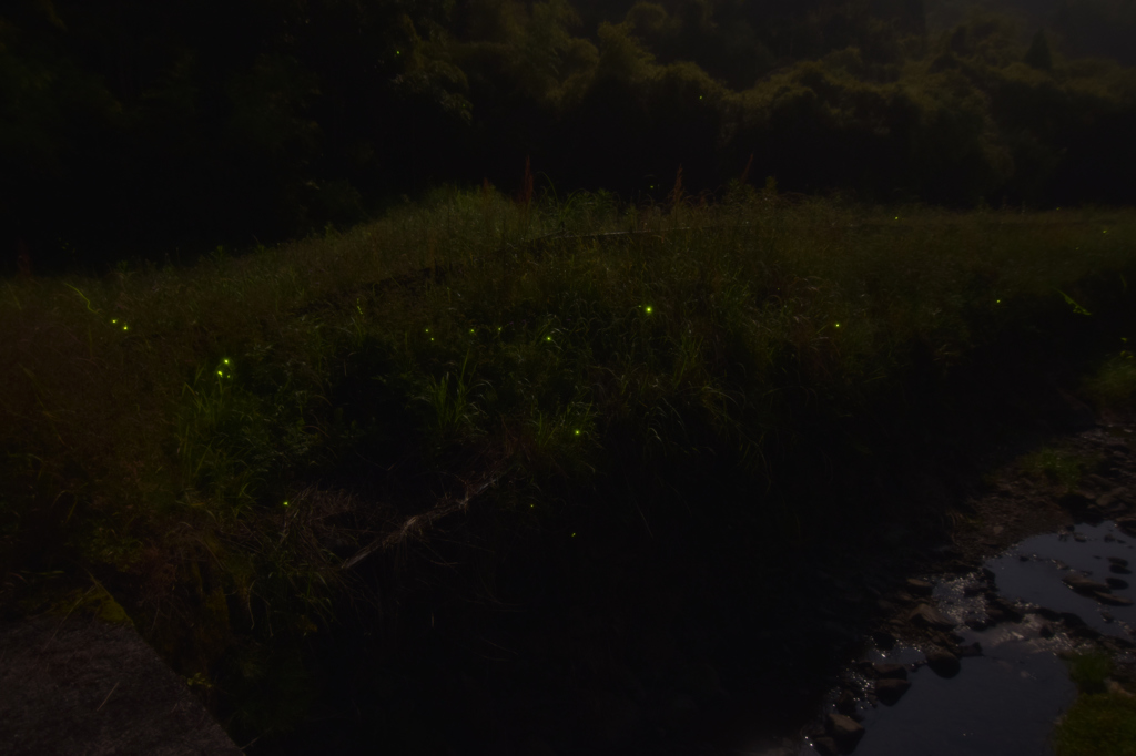 小川とホタル②