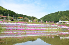 大道理芝桜まつり③