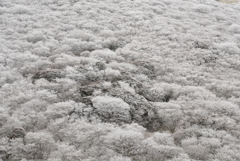 霧氷の森