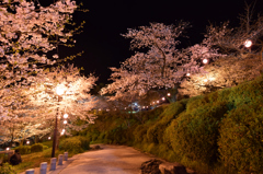 菊池公園ライトアップ②