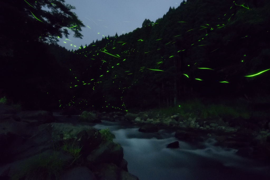 清流とホタル②