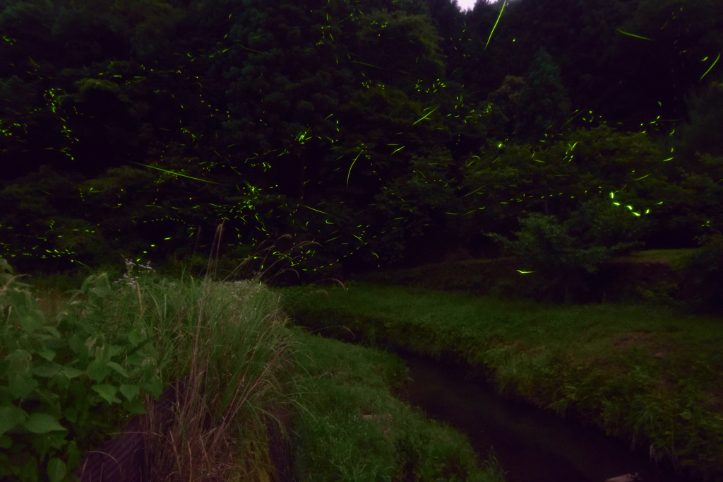 小川とホタル⑥