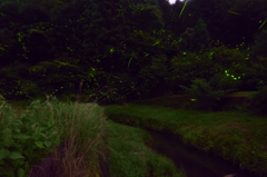 小川とホタル⑥