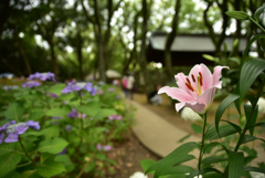 筥崎宮ユリと紫陽花と