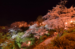 菊池公園ライトアップ③