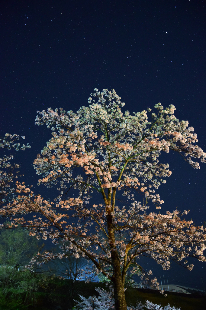 菊池公園の夜桜①