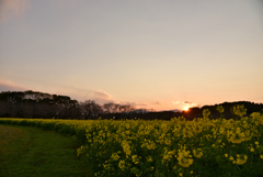 夕日に染まって