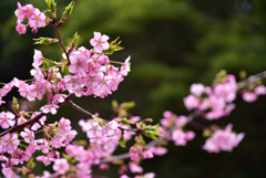 四浦半島の河津桜Ⅱ