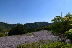 山と藤の花を望んで