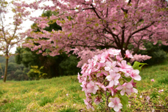 ちっちゃい河津桜